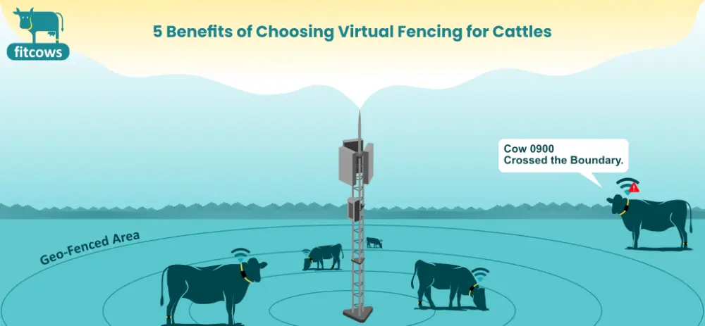 virtual fencing for cattles