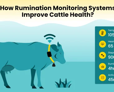 rumination monitoring